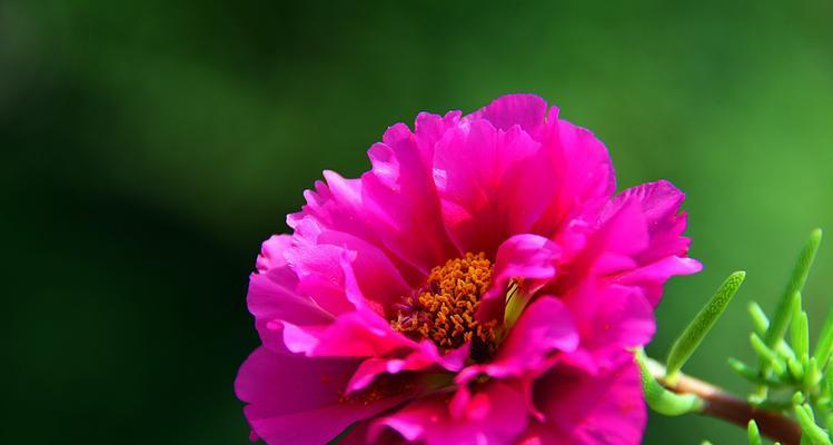 龙须牡丹（龙须牡丹的花语及其在文化传承中的地位）