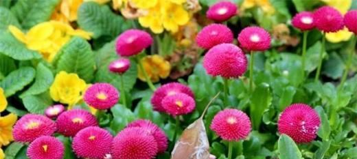 雏菊的花语——绿色的希望(探寻绿色雏菊所代表的花语)