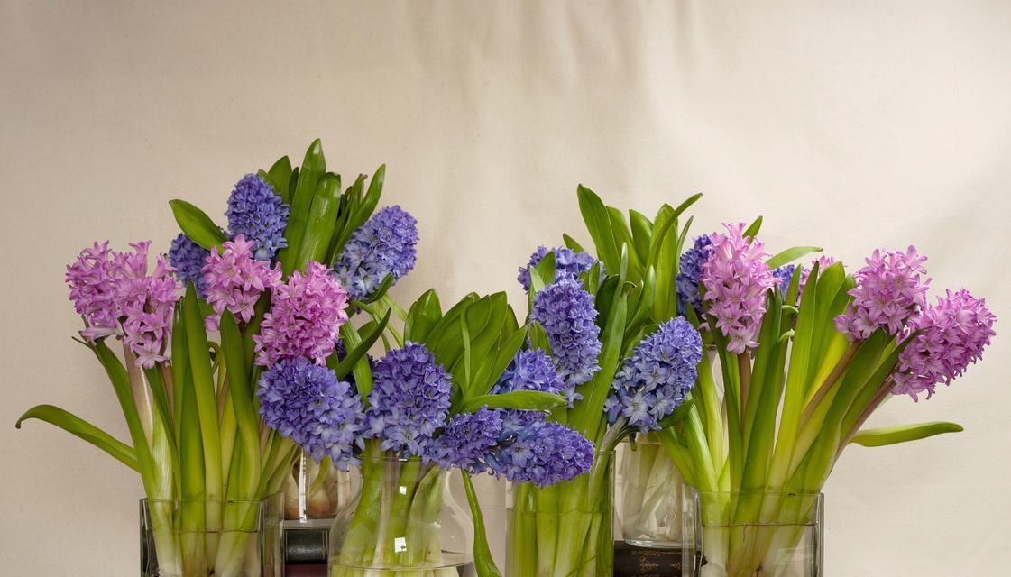 绿色风信子花语（借助绿色风信子花语）