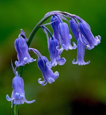 绿色风信子花语（借助绿色风信子花语）