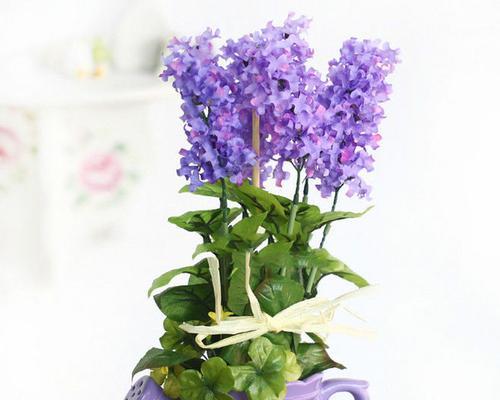 绿色风信子花语（借助绿色风信子花语）