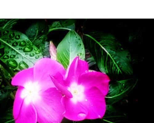 盛开的爱意——以蔓长春花的花语为主题（用花言蔓延爱的世界）