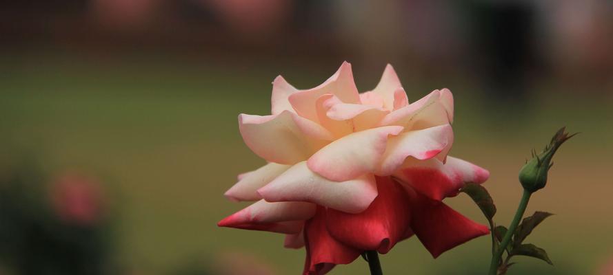 玫瑰花品种与含义（探寻玫瑰花的世界与情感）