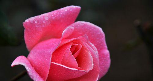 玫瑰花的花语与寓意（浪漫花朵的心灵翻译）