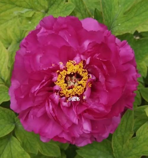 牡丹开花，绽放的色彩盛宴（以牡丹开花的五彩斑斓）