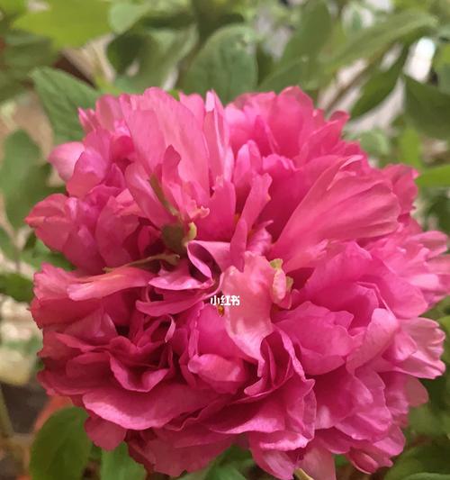 牡丹开花，绽放的色彩盛宴（以牡丹开花的五彩斑斓）