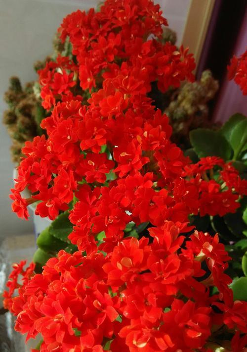 传承千年的长寿花花语（揭秘长寿之道）