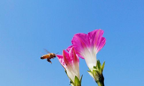 牵牛花的寓意与象征意义（探究牵牛花所代表的爱情）