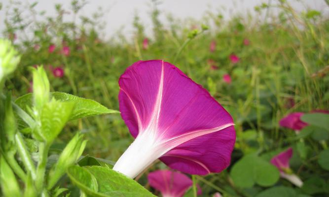 牵牛花的寓意与象征意义（探究牵牛花所代表的爱情）