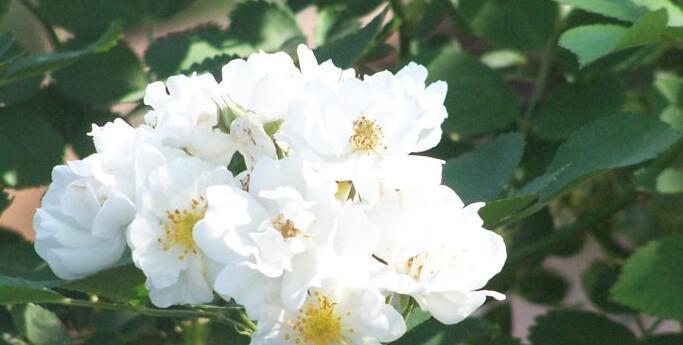 芹叶牡丹——古典雅致的花语之美（探寻芹叶牡丹的花语与文化内涵）