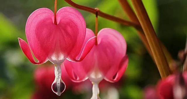 芹叶牡丹——古典雅致的花语之美（探寻芹叶牡丹的花语与文化内涵）