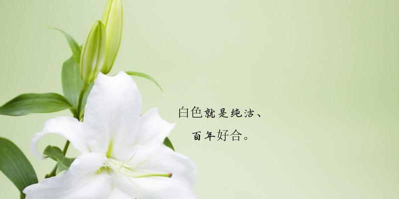 芹叶牡丹——古典雅致的花语之美（探寻芹叶牡丹的花语与文化内涵）