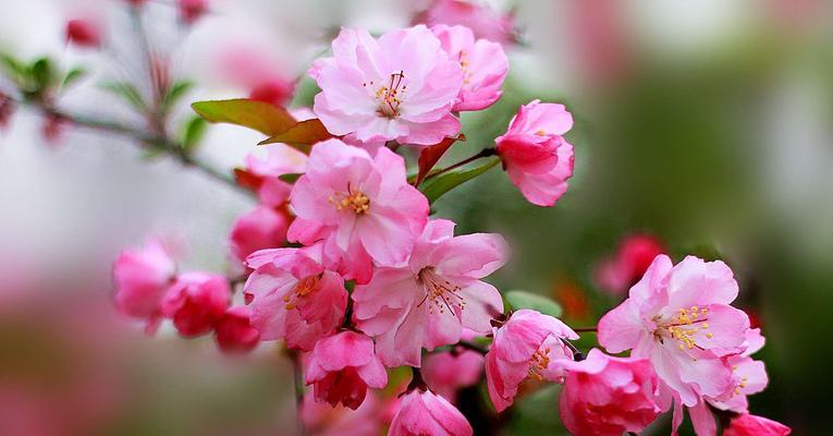 日本海棠花（揭示海棠花的花语与象征意义）