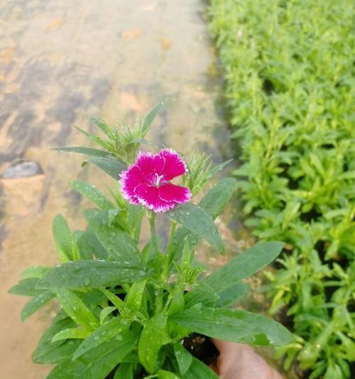 探寻石竹花的日本文化之美（石竹花语）
