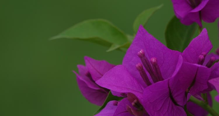 三角梅的花语（揭示三角梅在花中的寓意及象征意义）