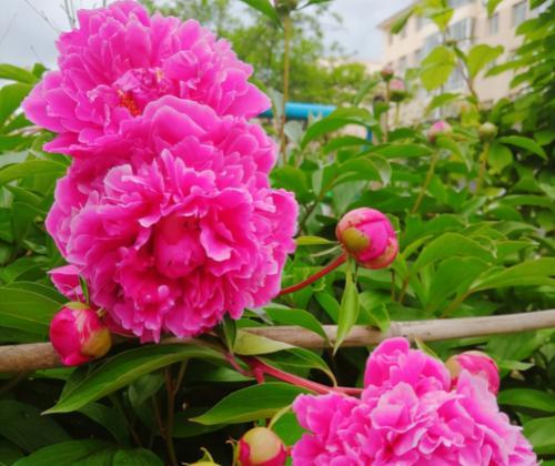 芍药（揭示芍药的花语与文化内涵）