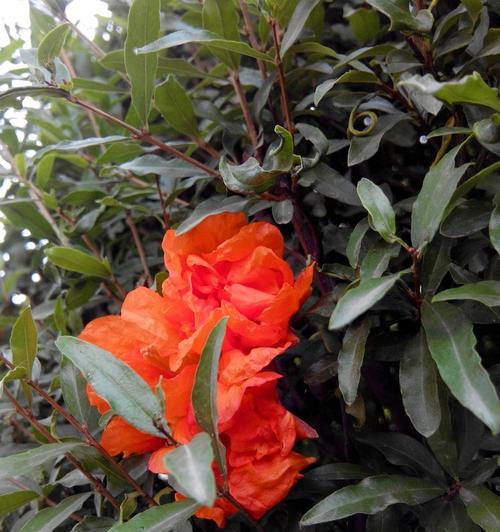 石榴花的风水含义及其影响力（探索石榴花在风水中的神秘力量）