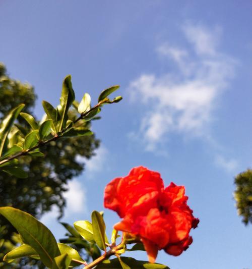石榴花（传说故事中的石榴花神奇魅力）