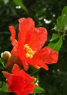 石榴花（传说故事中的石榴花神奇魅力）