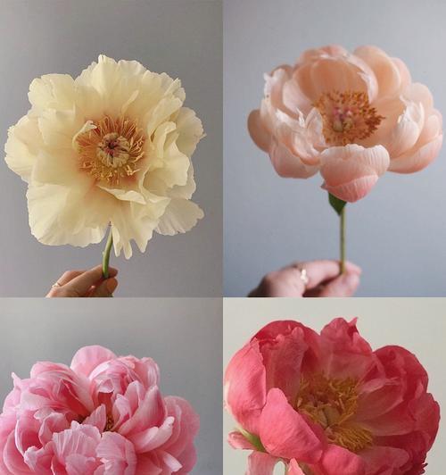 寿命的象征——长寿花的花语（以什么花的花语是长寿的花）