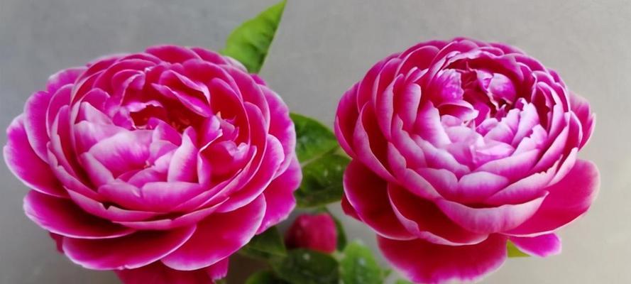 室内养月季，花香满屋（打造花园般的室内环境）