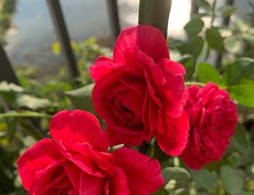 室内养月季，花香满屋（打造花园般的室内环境）