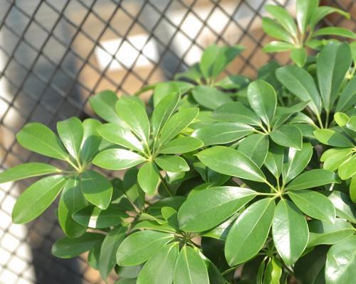 室内植物花象征生财的奇妙力量（生财之道）