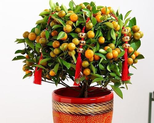 室内植物花象征生财的奇妙力量（生财之道）