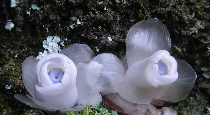 水晶兰花的神秘花语与寓意（揭开水晶兰花的隐藏花语）