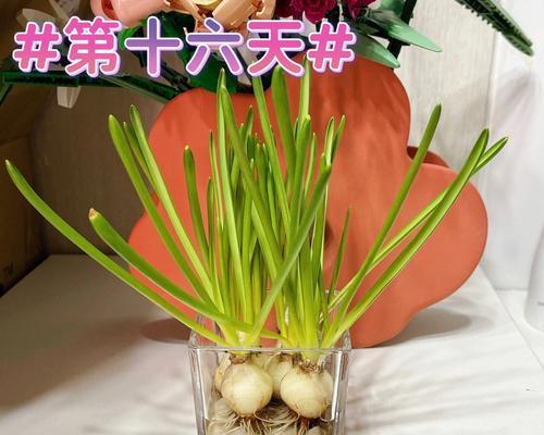 探秘水培风信子的花语之美（用水培风信子）