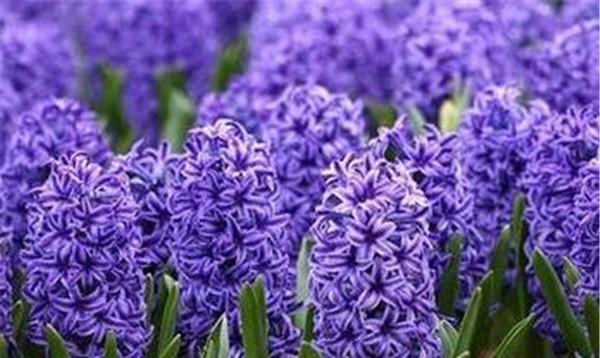 探秘水培风信子的花语之美（用水培风信子）