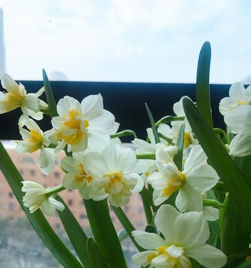 水仙花的含义与象征（探索水仙花的美丽与深意）
