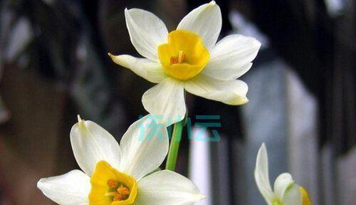 水仙花的美丽与寓意（解读水仙花的含义与象征）