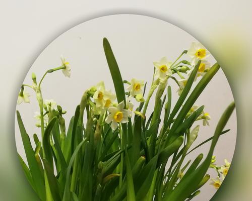 水仙花的美丽与寓意（解读水仙花的含义与象征）