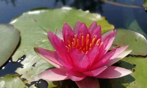 睡莲的魅力（探索自然中的神奇花卉）