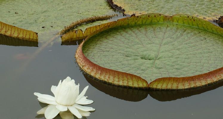 睡莲科植物（探索睡莲科植物的多样性与特点）
