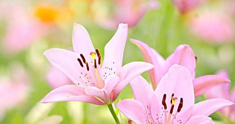 梯伯百合花语（美丽盛放的百合花）