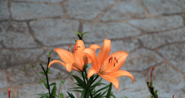 梯伯百合花语（美丽盛放的百合花）