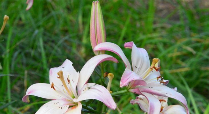 梯伯百合花语（美丽盛放的百合花）