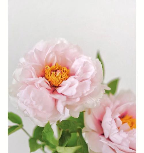 兔儿牡丹的花语与寓意（探究兔儿牡丹的神秘花语）