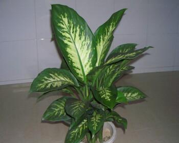 《万年青的花语》（探寻万年青花的意义与象征）