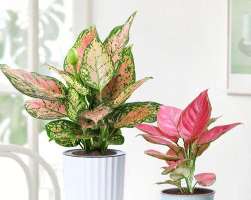 万年青花卉的寓意与象征（追寻永恒与希望的生命之花——万年青花卉）