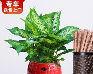 万年青的象征意义及其神秘力量(揭秘万年青)