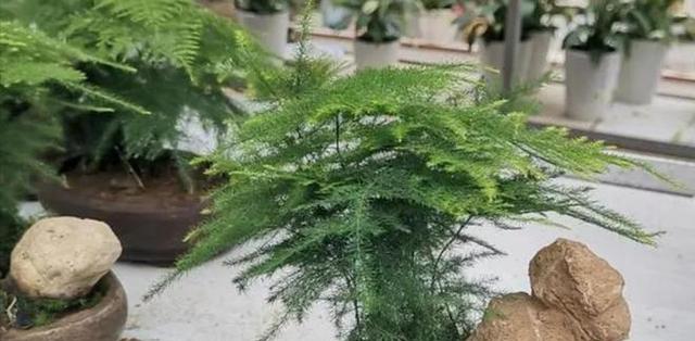 文竹的象征意义与寓意（揭秘文竹所代表的意思及其在文化中的重要地位）