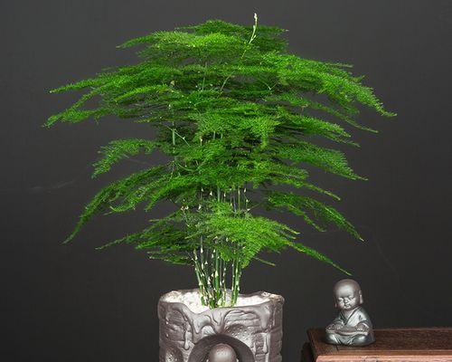 文竹盆栽——绿意盎然的生命之美（传承自然之道）