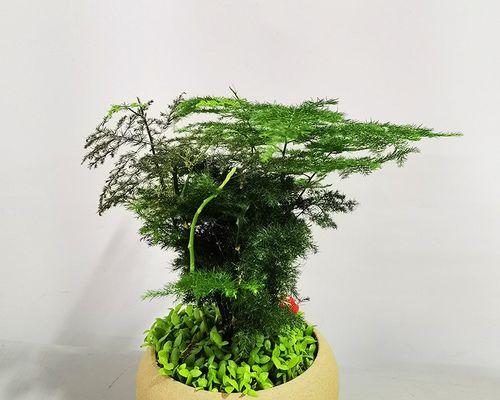 文竹盆栽——绿意盎然的生命之美（传承自然之道）