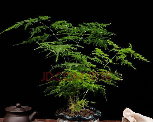 文竹盆栽——绿意盎然的生命之美（传承自然之道）