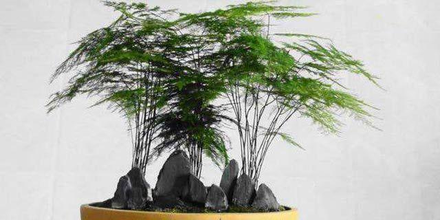 文竹（探索文竹在风水中的重要地位与神秘力量）