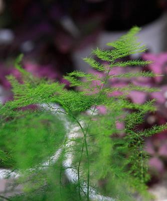 文竹花（绽放在困境中的希望之花）