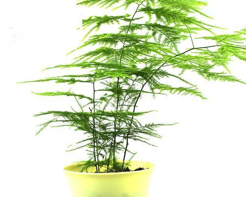 文竹花（绽放在困境中的希望之花）